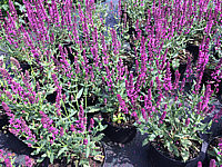 Salvia%20nemorosa%20Pink%20Friesland%2001.JPG