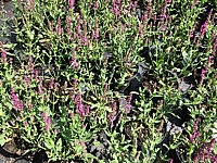 Salvia%20nemorosa%20Pink%20Friesland%2002.JPG