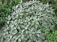 Salvia%20officinalis%20Berggarten%2002.JPG