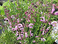 Salvia%20pratensis%20Rose%20Rhapsody.JPG
