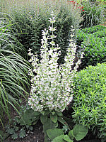 Salvia%20sclarea.JPG