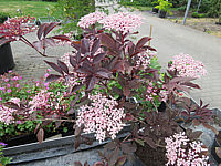 Sambucus%20nigra%20Black%20Beauty%2001.JPG