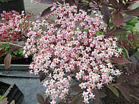 Sambucus%20nigra%20Black%20Beauty%2002%20Bluete%20nah.JPG