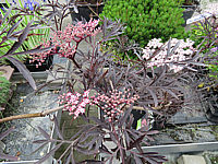 Sambucus%20nigra%20Black%20Lace%2001.JPG