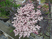 Sambucus%20nigra%20Black%20Lace%2002%20Bluete%20nah.JPG
