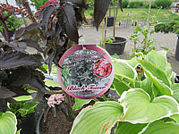 Sambucus%20nigra%20Black%20Tower%2001.JPG