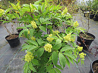 Sambucus%20racemosa%20-%20Austrieb%20und%20Bluete.JPG