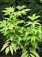 Sambucus%20racemosa%20Sutherland%20Gold%2001.jpg