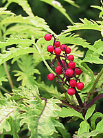 Sambucus%20racemosa%20Sutherland%20Gold%2002%20mit%20Beeren.jpg