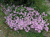 Saponaria%20ocymoides%2001.JPG