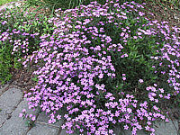 Saponaria%20ocymoides%2002.jpg