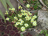 Saxifraga%20kabschia.JPG