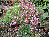 Saxifraga%20umbrosa%20Elliots%20Var.JPG