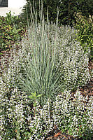 Schizachyrium%20scoparium%20Prairie%20Blues%2001.JPG