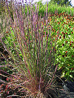 Schizachyrium%20scoparium%20Prairie%20Blues%2002.JPG