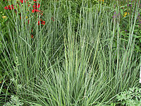 Schizachyrium%20scoparium%20Prairie%20Blues%2003.JPG
