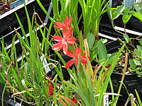 Schizostylis%20coccinea%20Mrs.%20Hegarty%2001.JPG