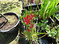 Schizostylis%20coccinea%20Mrs.%20Hegarty%2002.JPG