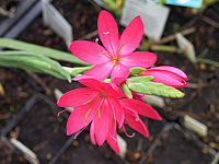 Schizostylis%20coccinea%20Mrs.%20Hegarty%2003.JPG
