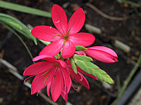 Schizostylis%20coccinea%20Mrs.%20Hegarty%2004.JPG