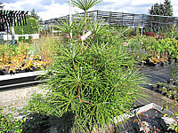 Sciadopitys%20verticillata%2002%2070cm.JPG