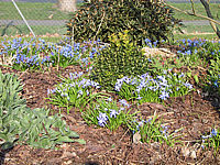 Scilla%20sibirica%20+%20Chionodoxa%20luciliae%2001.jpg