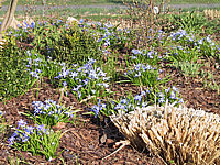 Scilla%20sibirica%20+%20Chionodoxa%20luciliae%2002.jpg
