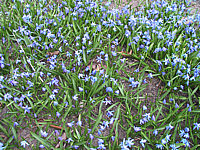 Scilla%20sibirica%2001.JPG