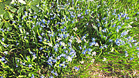 Scilla%20sibirica%2005.JPG