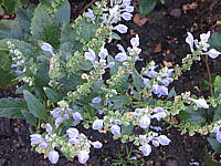 Scutellaria%20baicalensis2.JPG