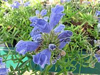 Scutellaria%20grandiflora%20Fuji%20Blue.JPG