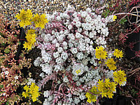 Sedum%20spathulifolium%20Capa%20Blanca%2001.JPG