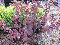 Sedum%20spectabile%20Xenox.JPG