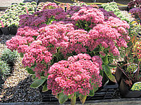 Sedum%20telephium%20Herbstfreude.JPG