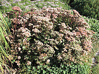 Sedum%20telephium%20Matrona%2001.JPG