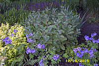 Sedum%20telephium%20Matrona%2002.JPG
