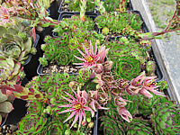 Sempervivum%20arachnoides%20%2003.JPG