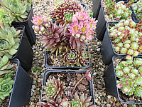 Sempervivum%20arachnoides%20%2004.JPG