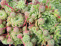 Sempervivum%20ciliosum%2001.JPG