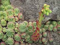 Sempervivum%20hybridum%20in%20Sorten%2001%20in%20Mauer.JPG