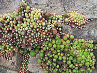 Sempervivum%20hybridum%20in%20Sorten%2002%20in%20Mauer.JPG