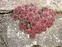 Sempervivum%20hybridum%20in%20Sorten%2004%20in%20Mauer.JPG