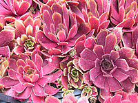 Sempervivum%20hybridum%20in%20Sorten%2005.JPG