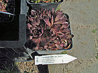 Sempervivum%20hybridum%20in%20Sorten%2006.JPG