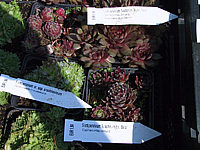 Sempervivum%20hybridum%20in%20Sorten%2007.JPG