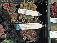Sempervivum%20hybridum%20in%20Sorten%2008.JPG