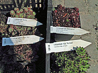 Sempervivum%20hybridum%20in%20Sorten%2010.JPG