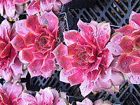 Sempervivum%20hybridum%20in%20Sorten%2011.JPG