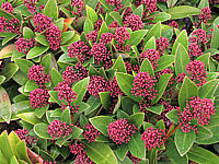 Skimmia%20japonica%20Rubella%2001%20Knospen.JPG