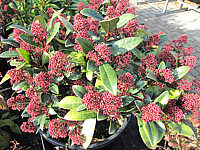 Skimmia%20japonica%20Rubella%2001b%20Knospen.JPG